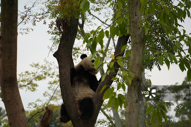 成都熊猫基地网红大熊猫花花和叶幼崽吃竹子玩耍萌态特写摄影图片素材