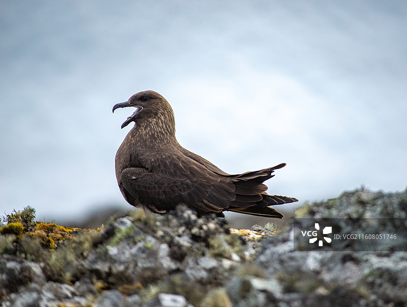 南极乔治王岛，南极贼鸥图片素材