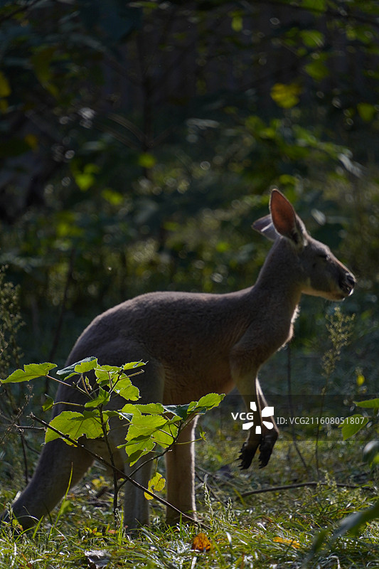 上海动物园动物们图片素材