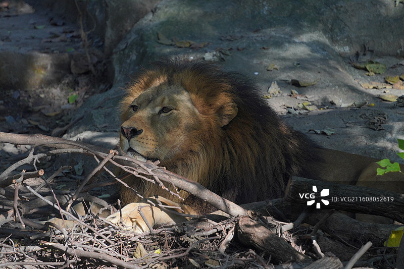 上海动物园动物们图片素材