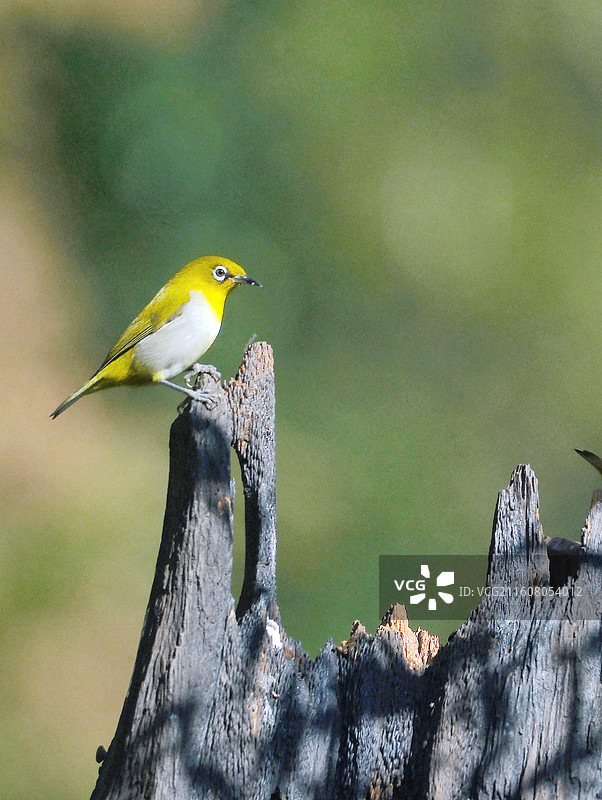 昆明暖冬金殿公园后山鸟趣特写图片素材