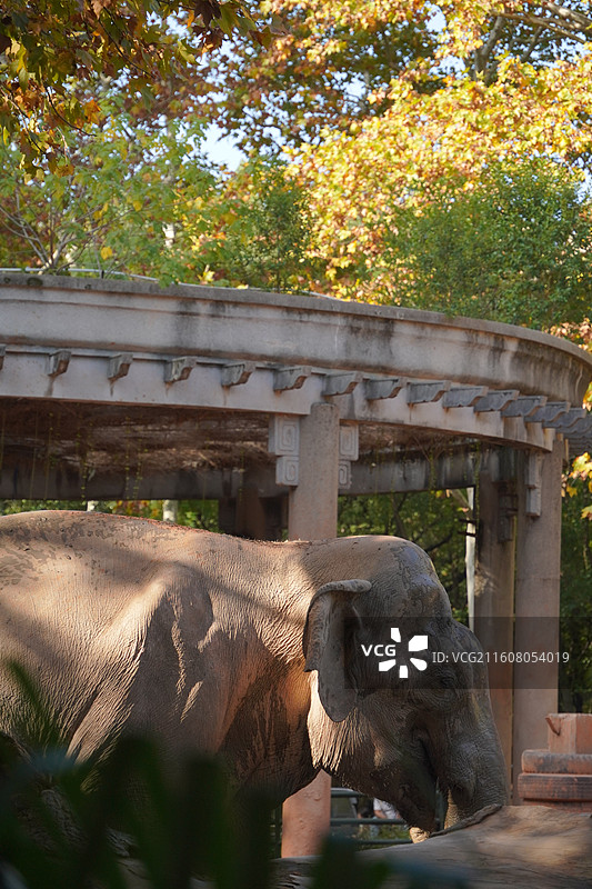 上海动物园动物们图片素材