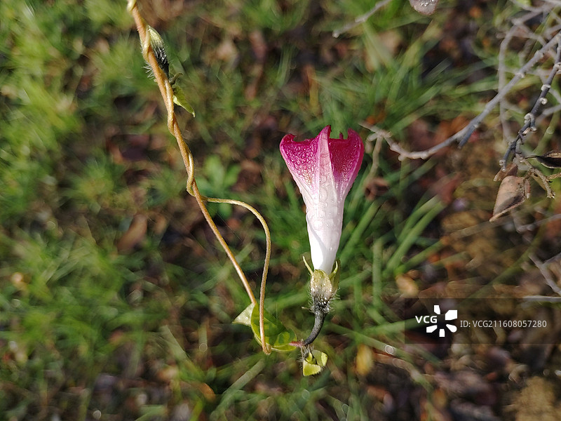 喇叭花图片素材