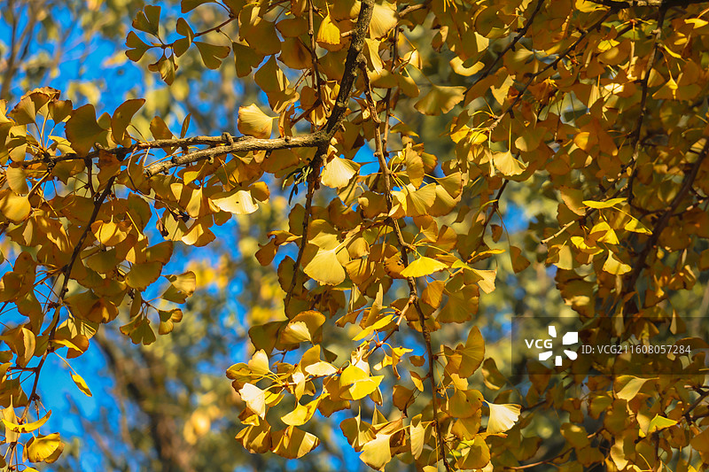 秋天的千年银杏图片素材