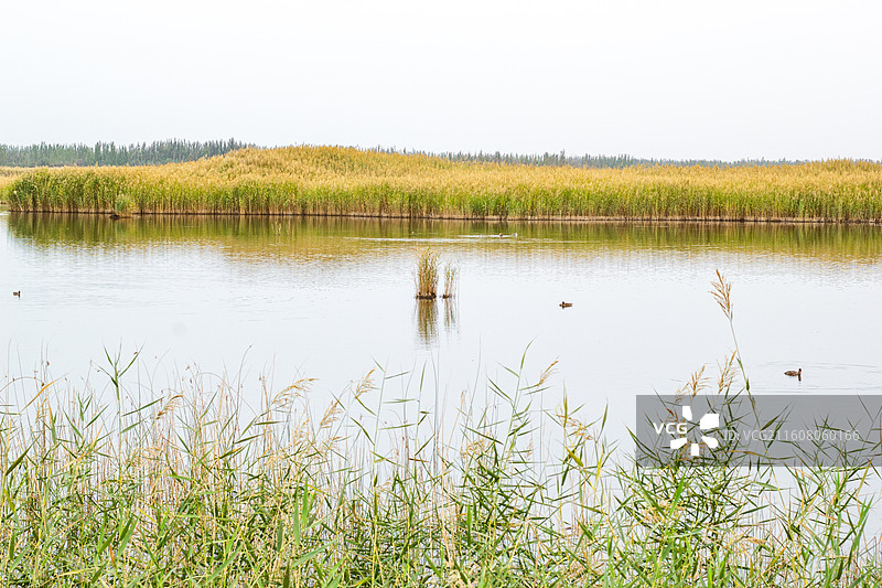 新疆墨玉县拉里昆国家湿地公园 湖水中大片的芦苇荡 野鸭图片素材