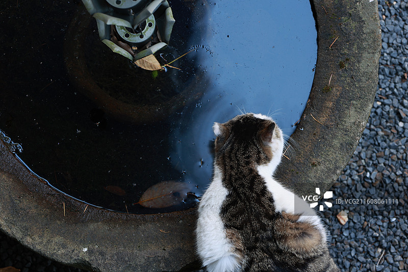 杭州永福寺网红猫咪图片素材
