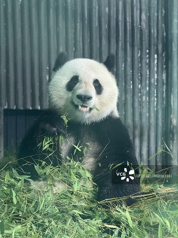上海动物园熊猫图片素材