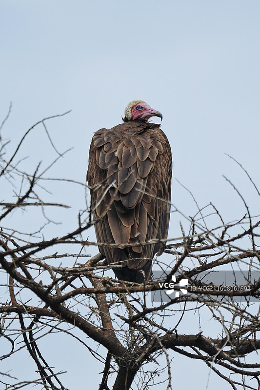 坦桑尼亚塞伦盖蒂，Serengeti，冠秃鹫图片素材
