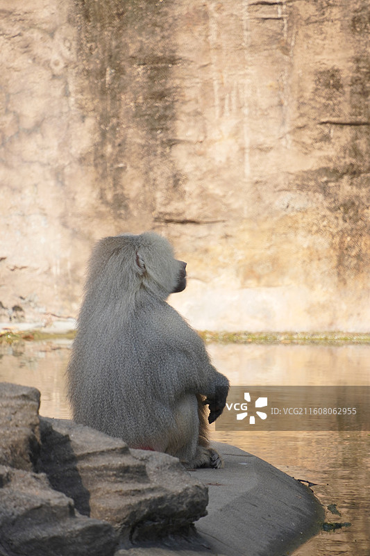 上海动物园动物们图片素材