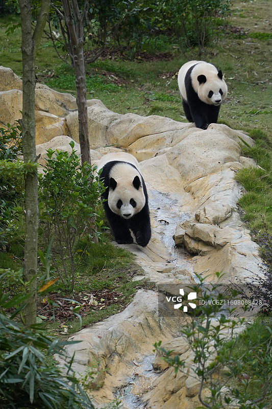 成都熊猫基地网红大熊猫花花和叶幼崽吃竹子玩耍萌态特写摄影图片素材