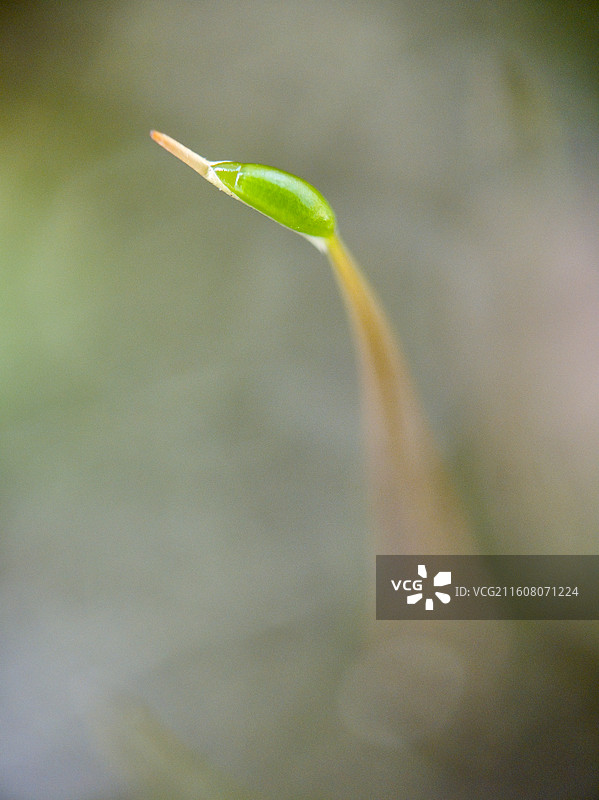 葫芦藓微距特写图片素材