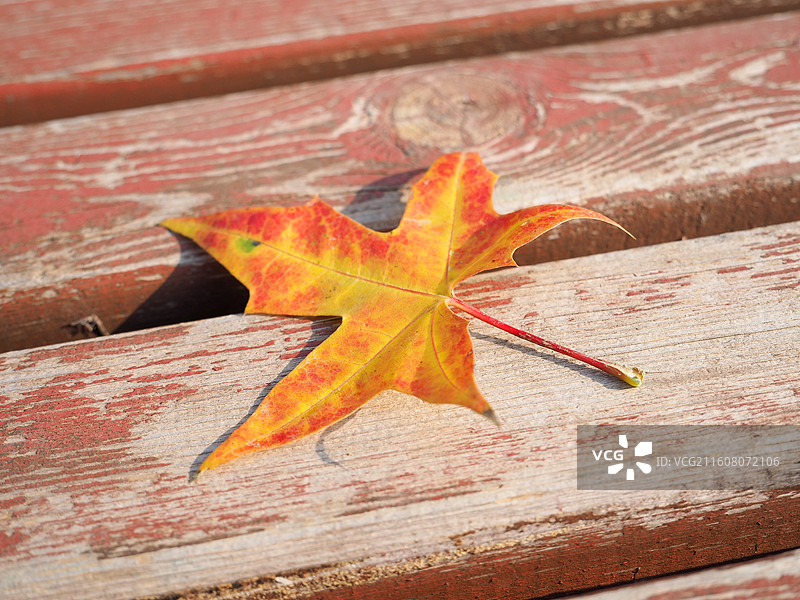 初冬季节的五角枫叶子特写图片素材