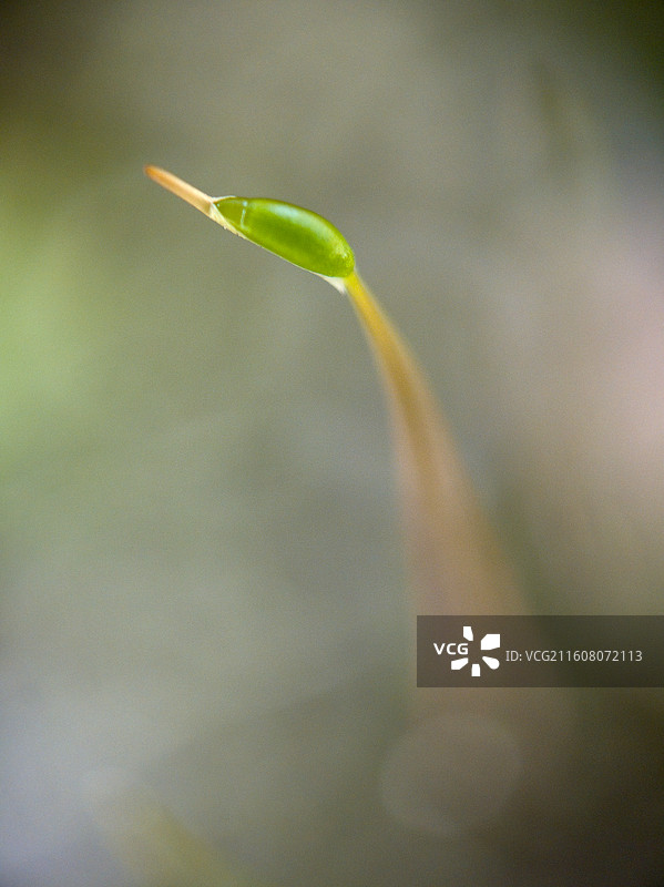 葫芦藓微距特写图片素材