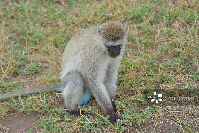 坦桑尼亚塞伦盖蒂，坐在草地上的长尾黑颚猴，特写图片素材