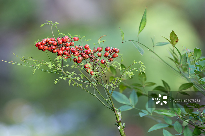 南天竹图片素材