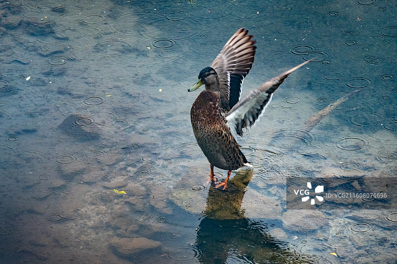 春江水暖图片素材