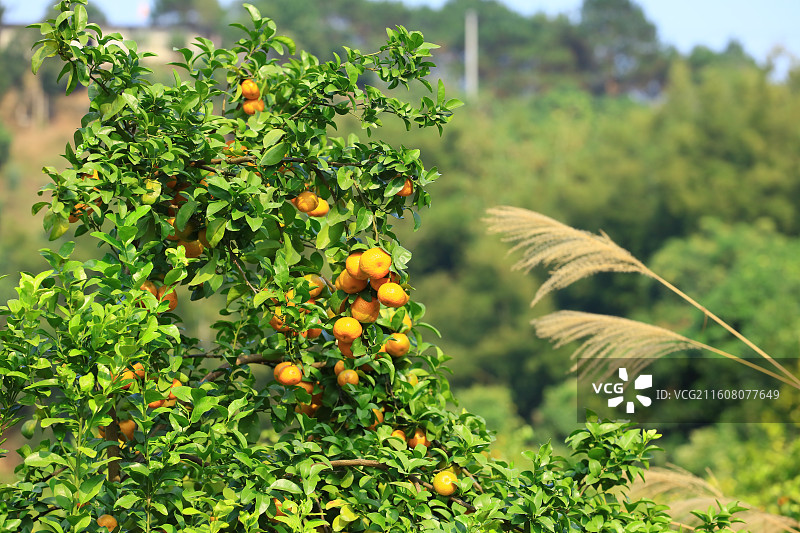 广西玉林沙糖桔水果图片素材
