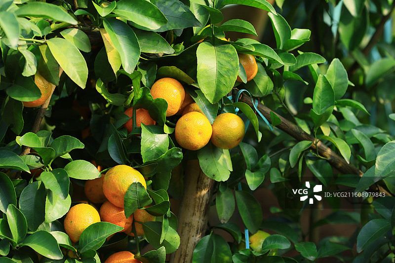 广西玉林沙糖桔水果图片素材