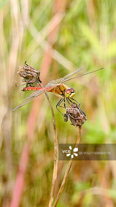 休息.红蜻蜓图片素材