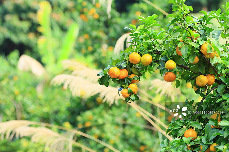 广西玉林沙糖桔水果图片素材