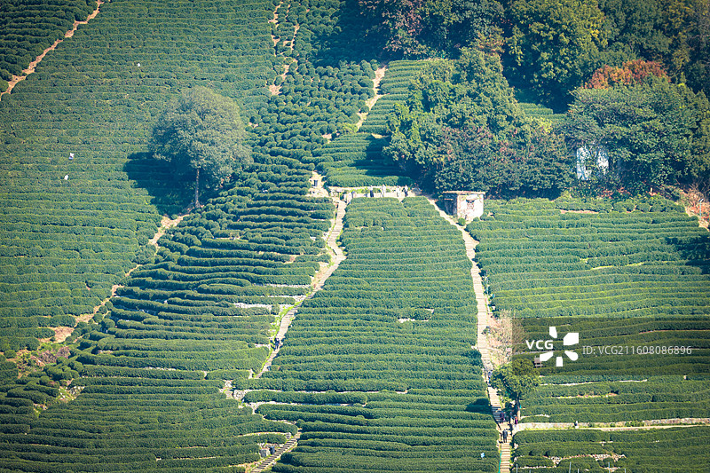 秋日下的茶园图片素材