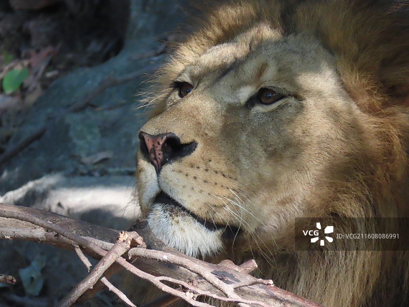 上海动物园的动物们图片素材