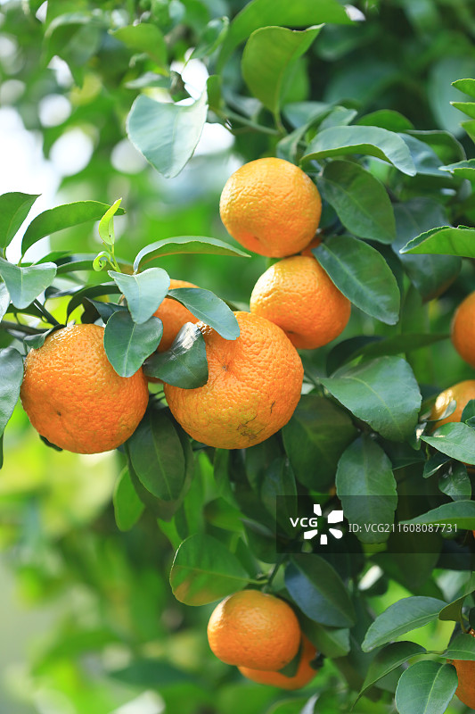 广西玉林沙糖桔水果图片素材