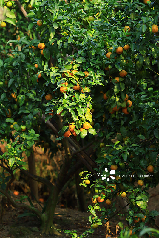 广西玉林沙糖桔水果图片素材