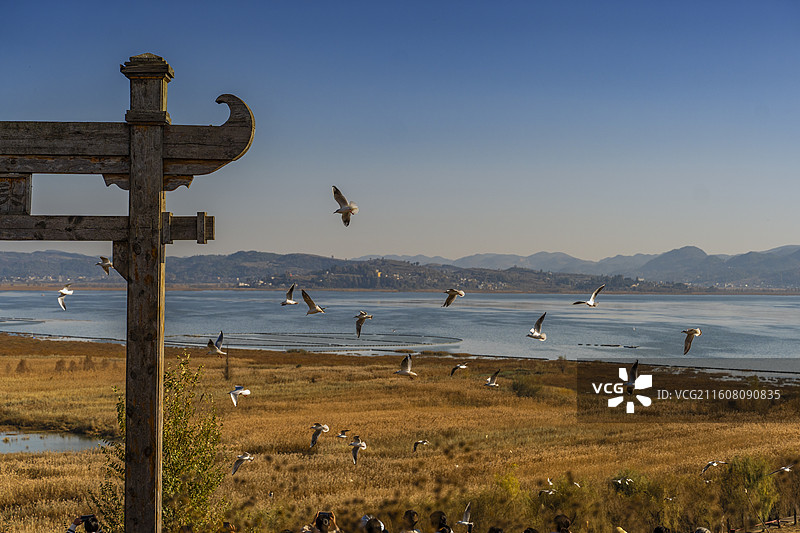 威宁草海图片素材