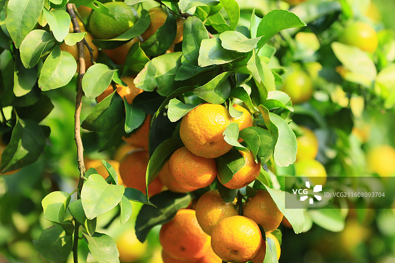 广西玉林沙糖桔水果图片素材