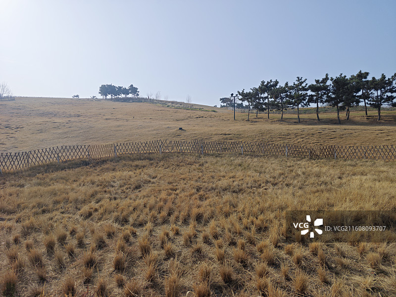 青岛小麦岛秋季草地海景图片素材