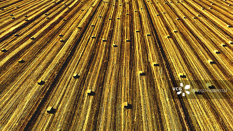 俯瞰冬日稻田草卷的浪漫图片素材