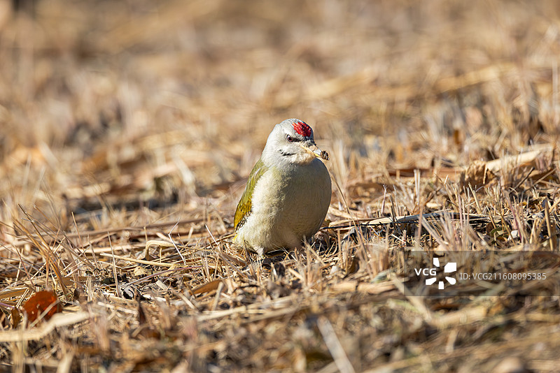 灰头绿啄木鸟图片素材