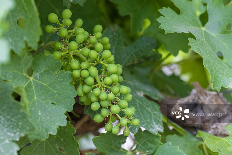 宁夏葡萄种植图片素材