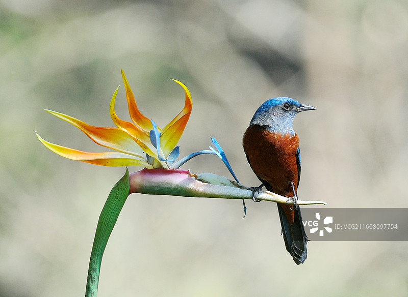 昆明暖冬金殿公园后山鸟趣特写图片素材