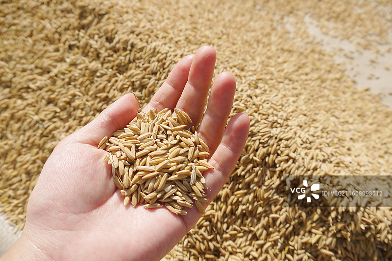 农作物稻谷丰收图片素材