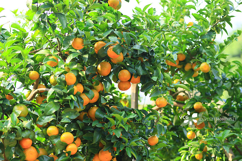 广西玉林沙糖桔水果图片素材