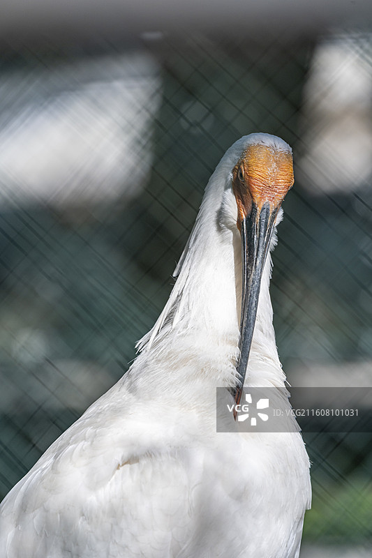德清下渚湖朱鹮特写图片素材
