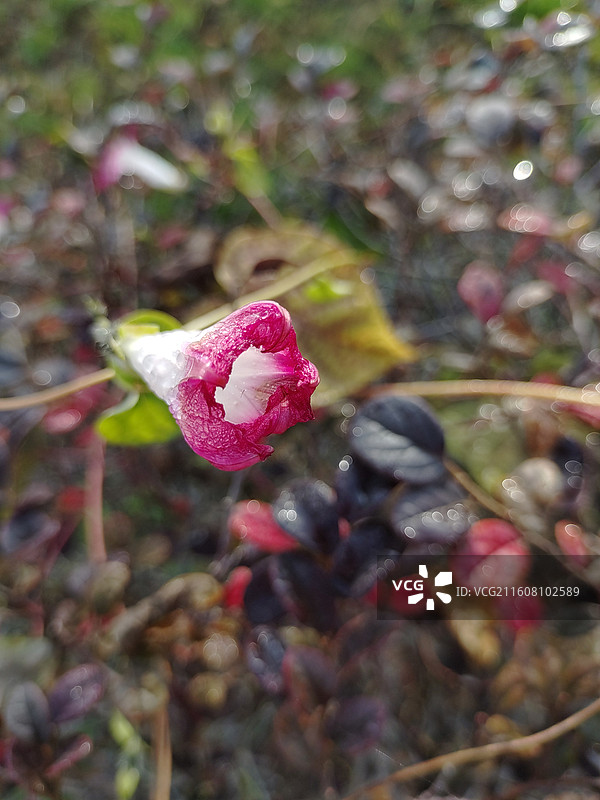 喇叭花图片素材