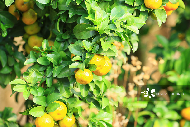 广西玉林沙糖桔水果图片素材