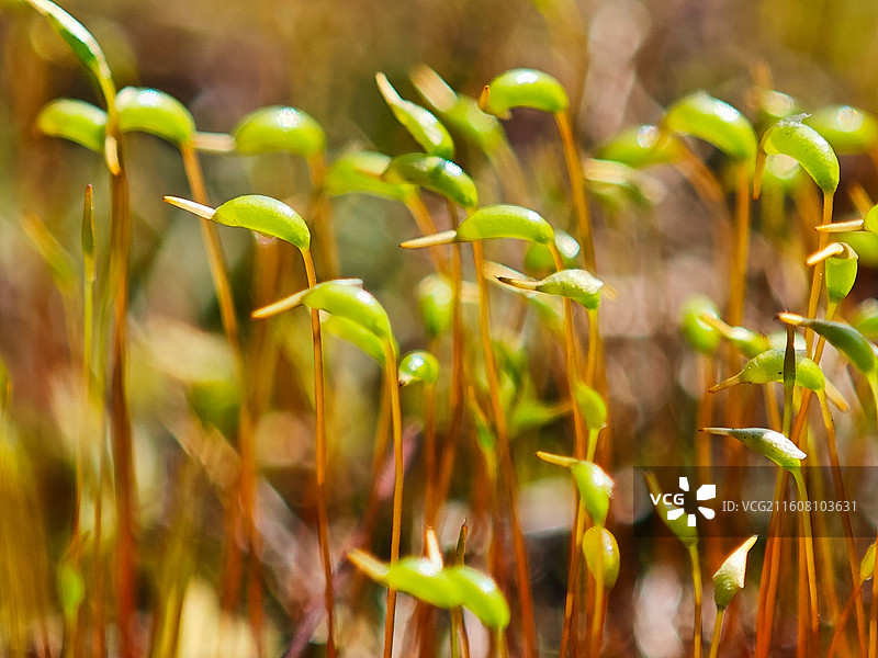 葫芦藓微距特写图片素材