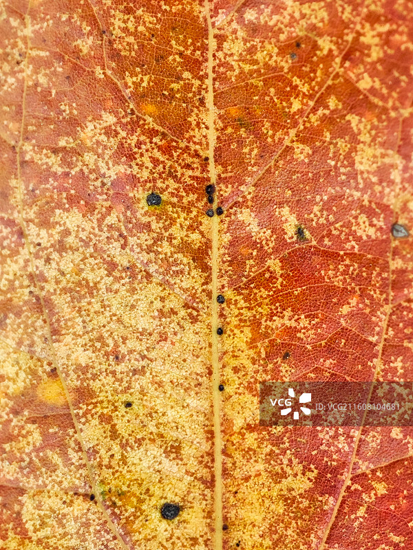 一片樟树叶子脉络微距特写图片素材