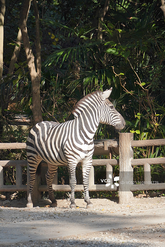 上海动物园动物们图片素材