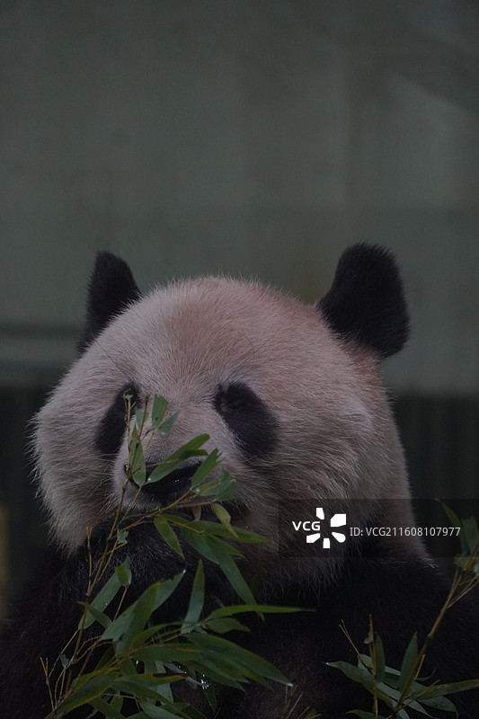 上海动物园动物们图片素材