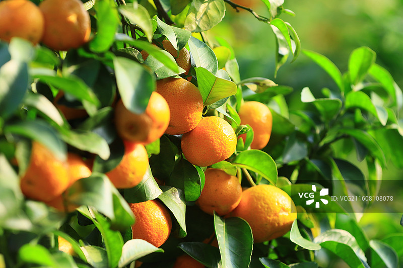 广西玉林沙糖桔水果图片素材