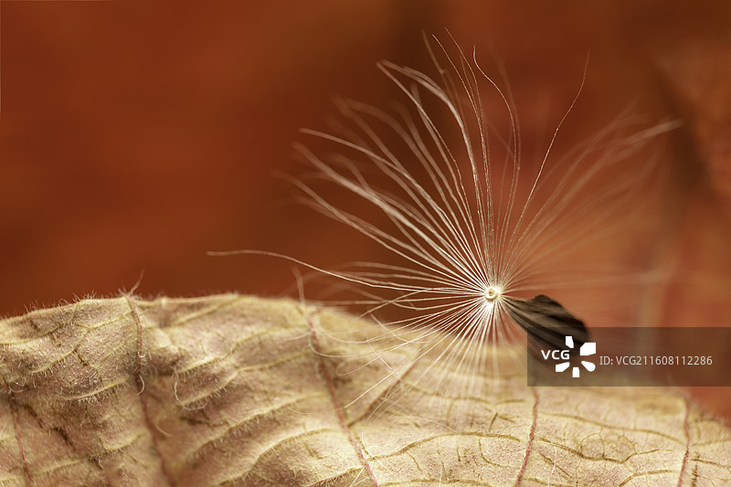 红色背景下翅果菊种子的特写镜头图片素材