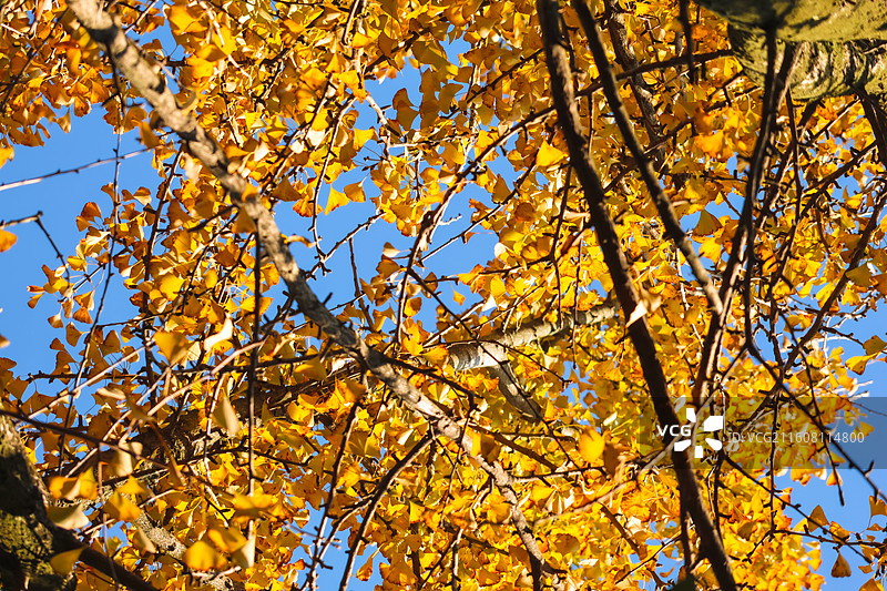 秋天的千年银杏图片素材