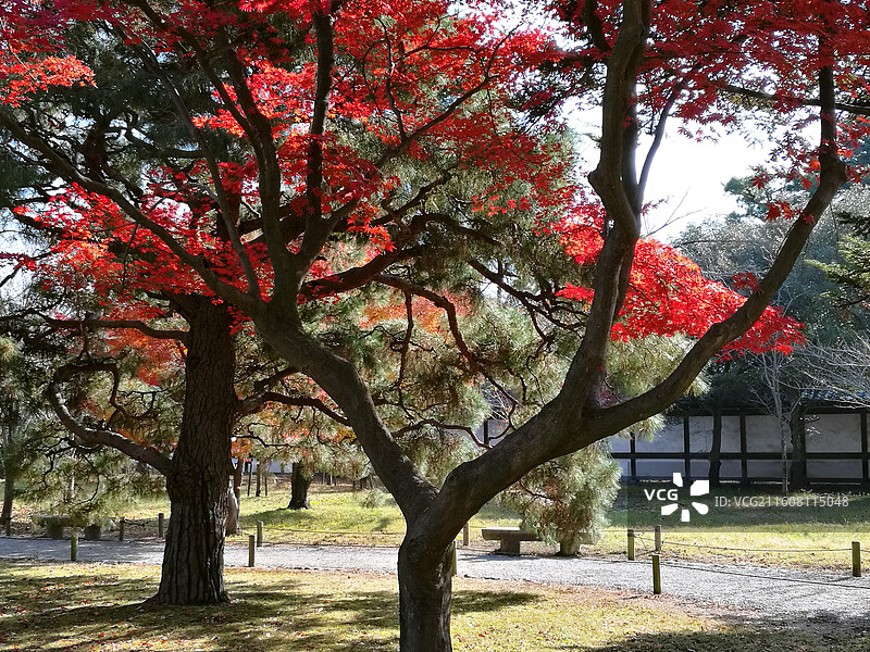 日本京都二条城世界文化遗产德川家康江户幕府本丸御殿二之丸御殿庭院唐门秋天红枫图片素材
