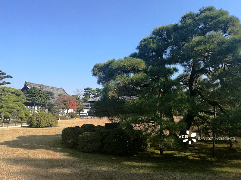 日本京都二条城世界文化遗产德川家康江户幕府本丸御殿二之丸御殿庭院唐门秋天红枫图片素材