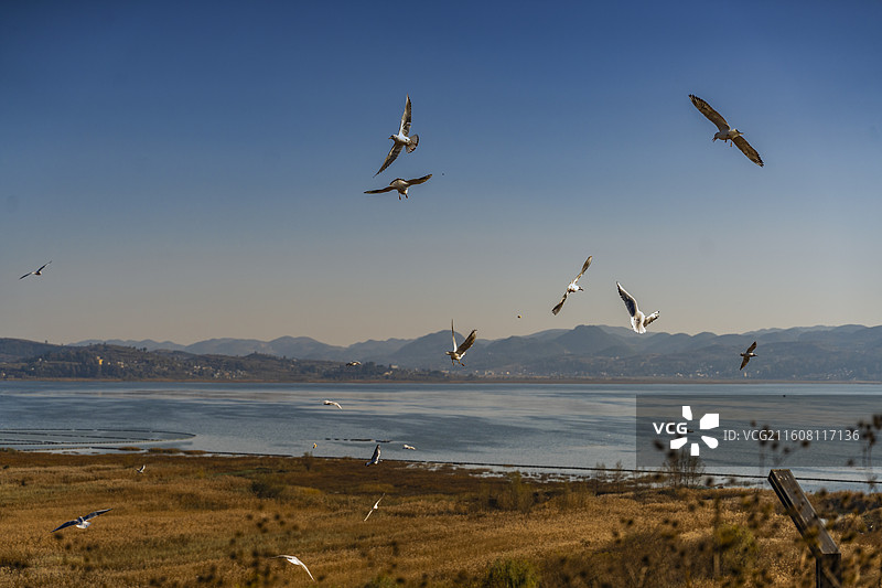 威宁草海图片素材